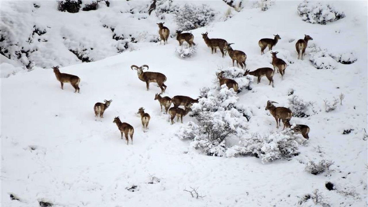 هموطنان با توجه به شرایط زمستانی و برودت هوا مراقب حیات وحش باشند