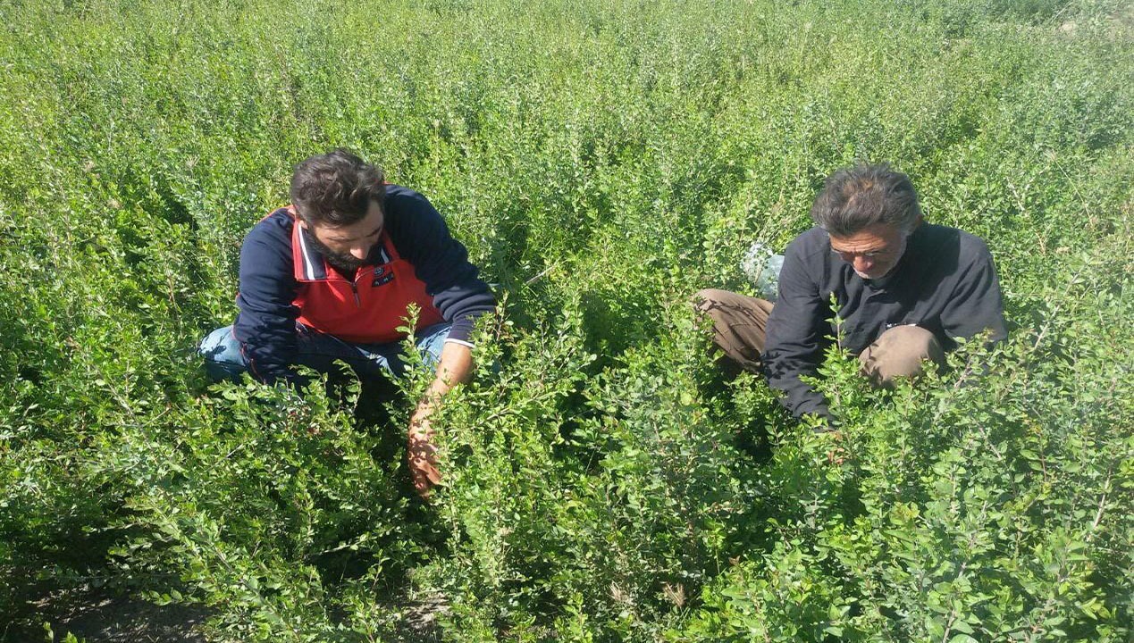 برگزاری جشنواره حنا در رودبار جنوب