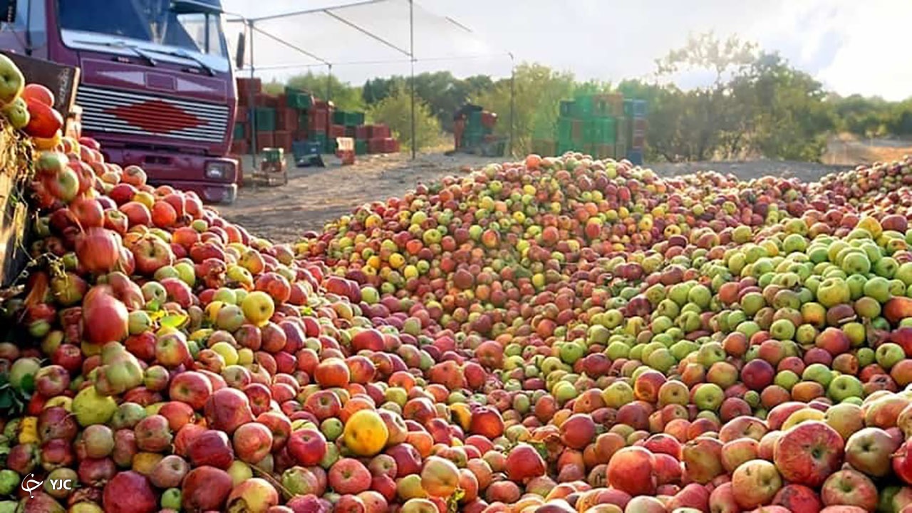 ۳۵ هزار تن سیب زیر درختی مهاباد به کارخانجات صنایع تبدیلی ارسال شد