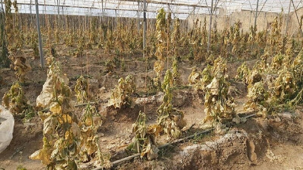 یخبندان بیش‌ از ۲۰۳ میلیارد تومان به بخش کشاورزی زهک‌ خسارت زد