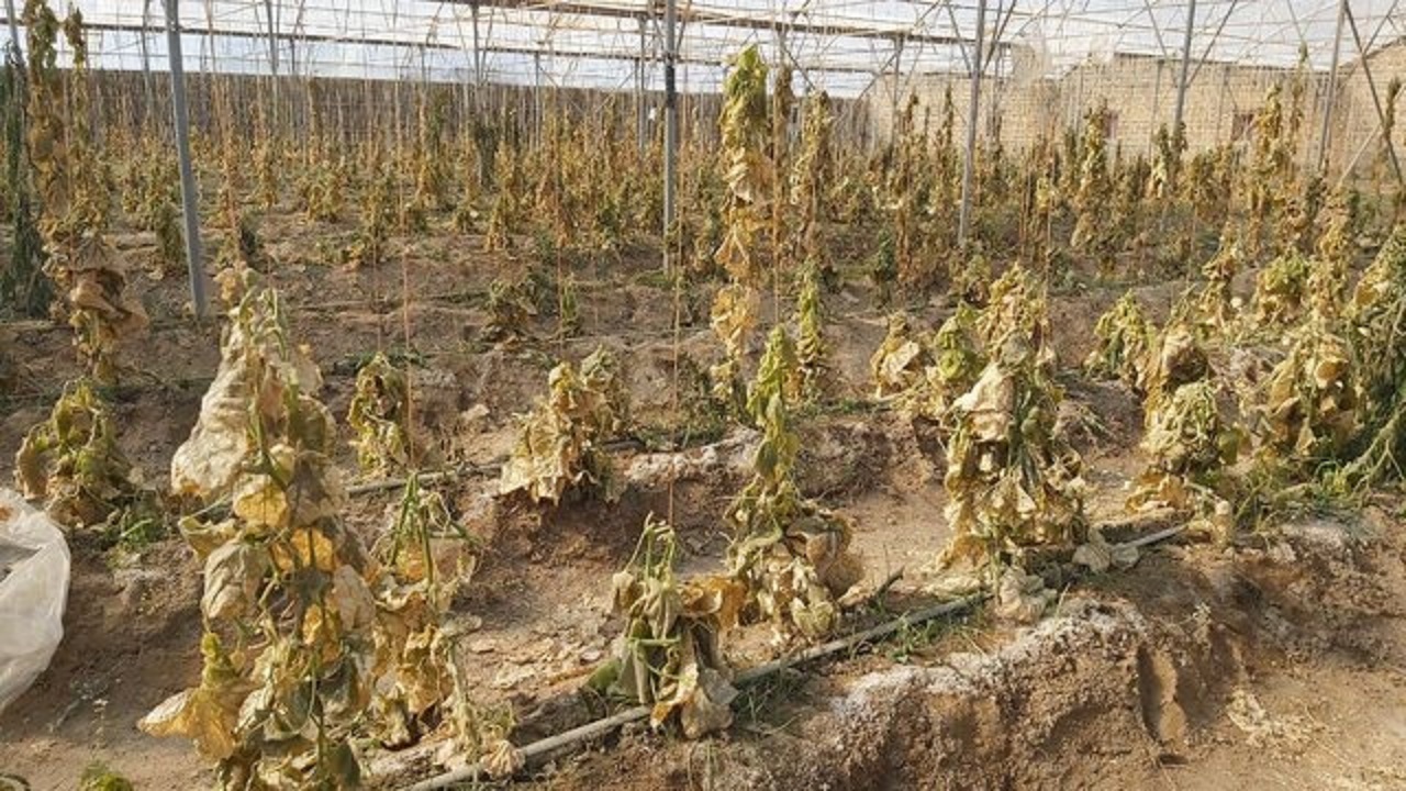خسارت بیش از ۲۰۳ میلیارد تومانی به بخش کشاورزی شهرستان زهک‌