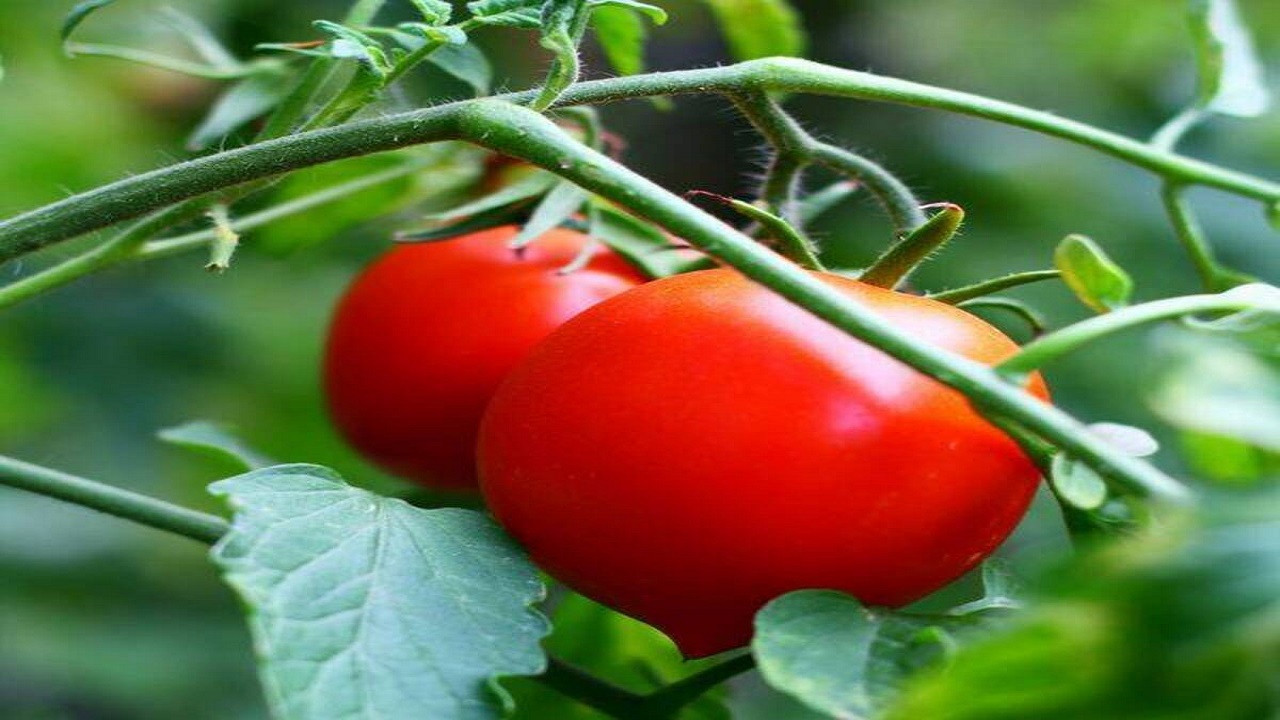 صادرات محصولات گلخانه‌ای بم به کشور‌های حوزه خلیج فارس و روسیه
