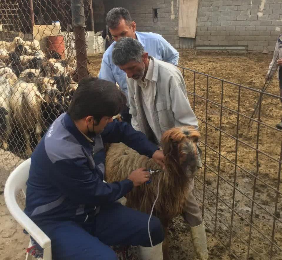 واکسیناسیون دام‌های سبک و سنگین در گچساران