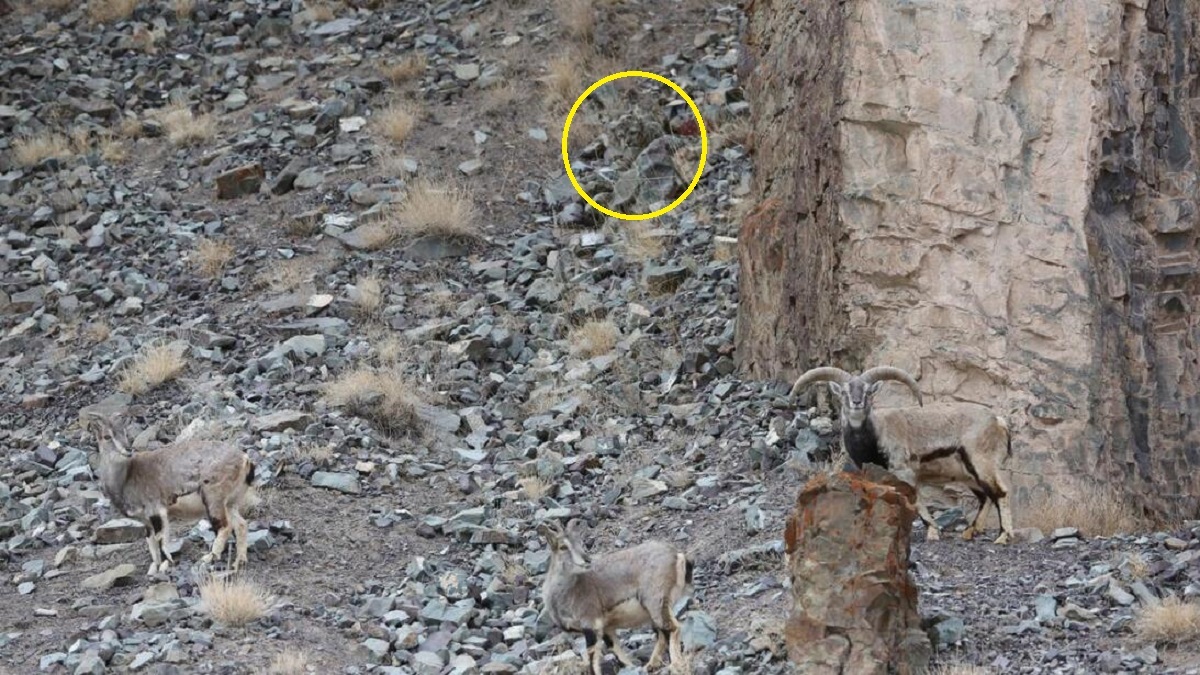 پاسخ معما پاسخ معما