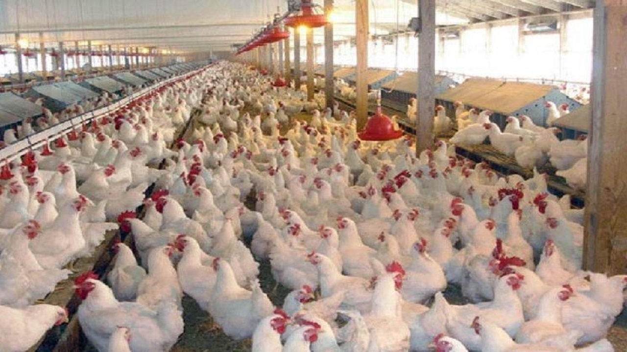 موج سرما و توصیه‌های دامپزشکی به مرغداران