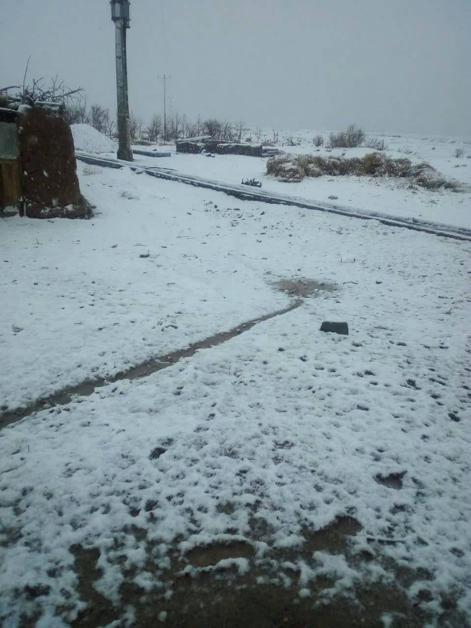 روستای زری بخش