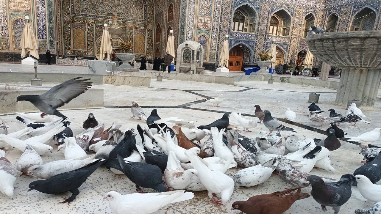 تصاویری از کبوتران حرم امام رضا (ع) بعد از چند روز برفی