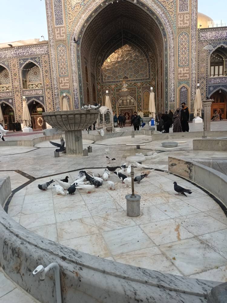 تصاویری از کبوتران حرم امام رضا (ع) بعد از چند روز برفی