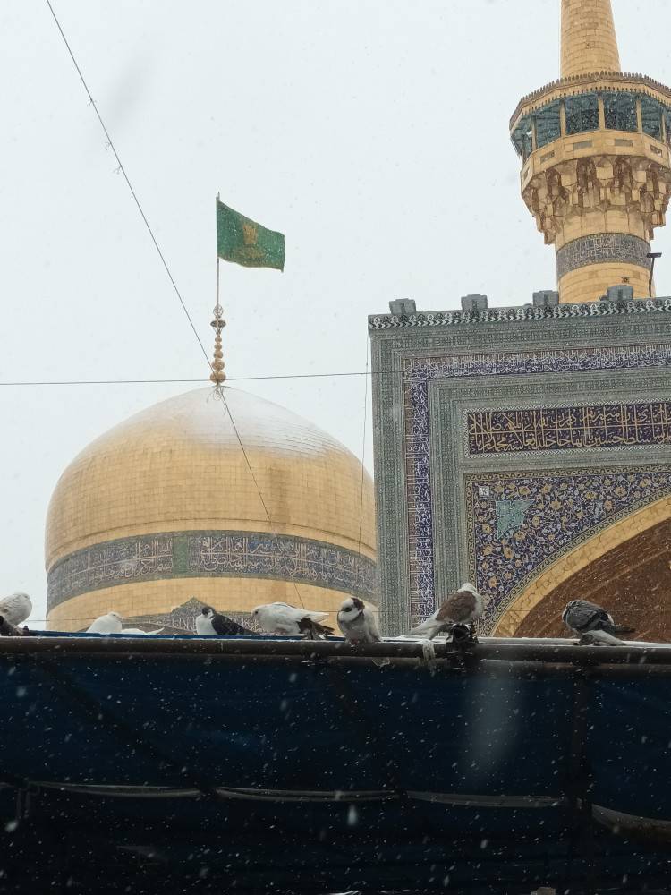 تصاویری از کبوتران حرم امام رضا (ع) بعد از چند روز برفی