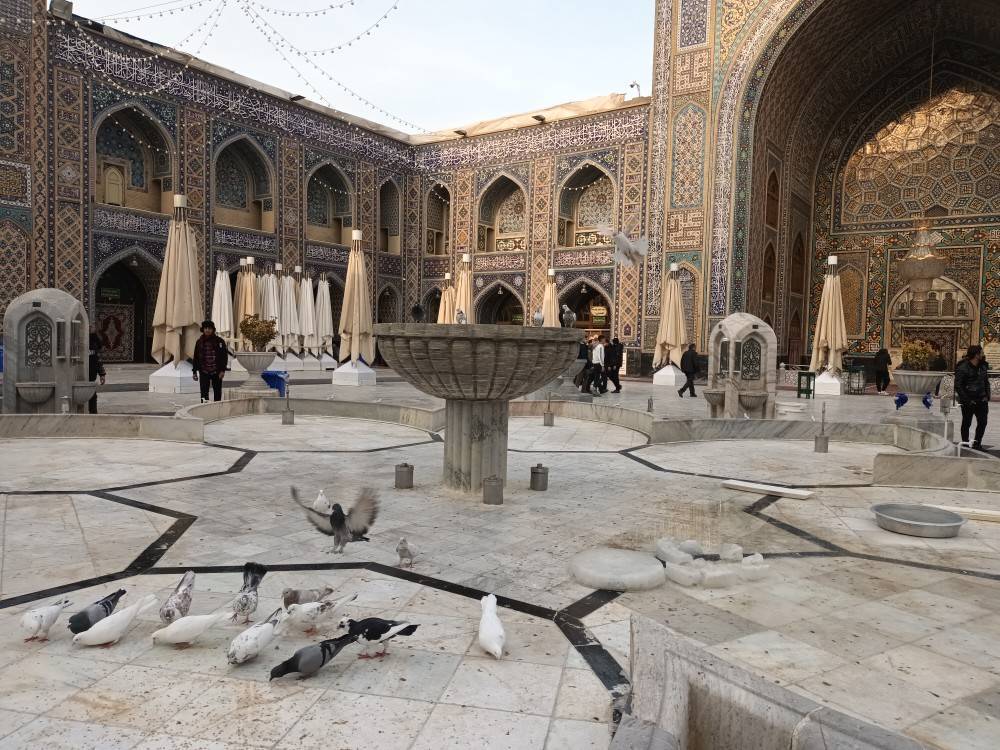 تصاویری از کبوتران حرم امام رضا (ع) بعد از چند روز برفی