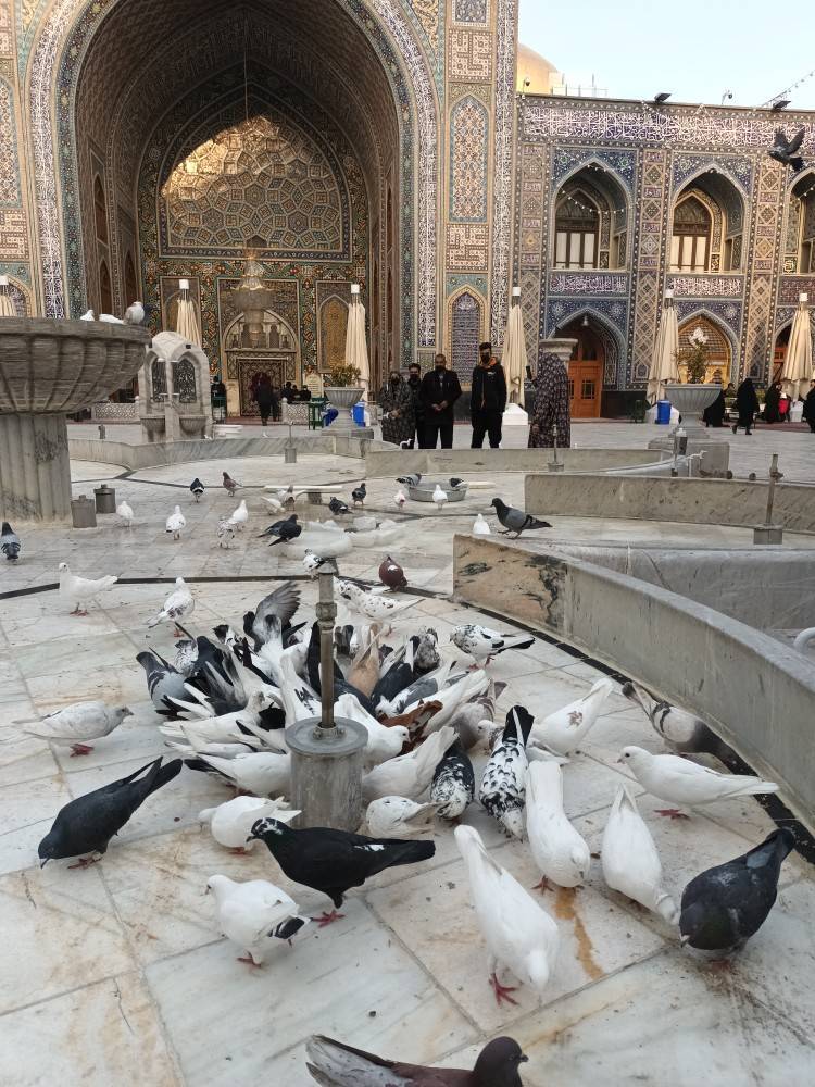 تصاویری از کبوتران حرم امام رضا (ع) بعد از چند روز برفی