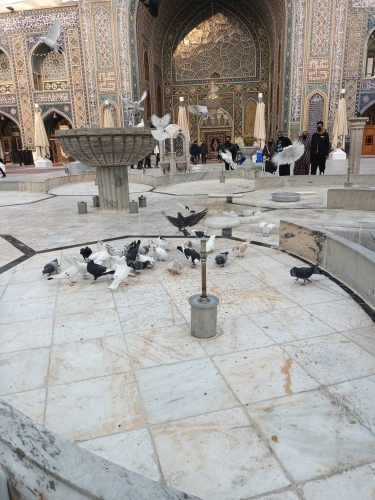 تصاویری از کبوتران حرم امام رضا (ع) بعد از چند روز برفی