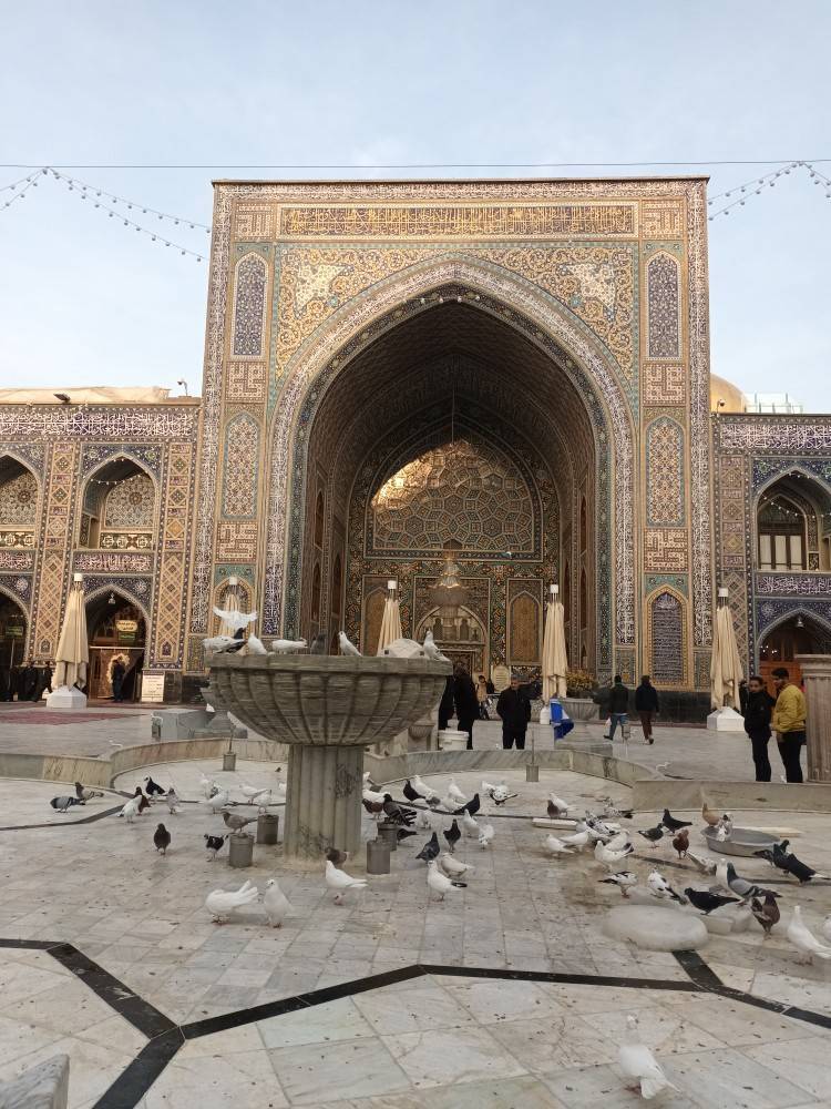 تصاویری از کبوتران حرم امام رضا (ع) بعد از چند روز برفی