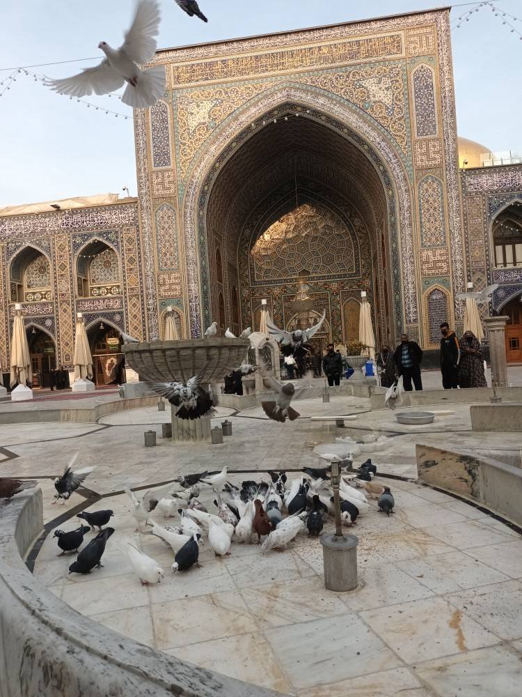 تصاویری از کبوتران حرم امام رضا (ع) بعد از چند روز برفی