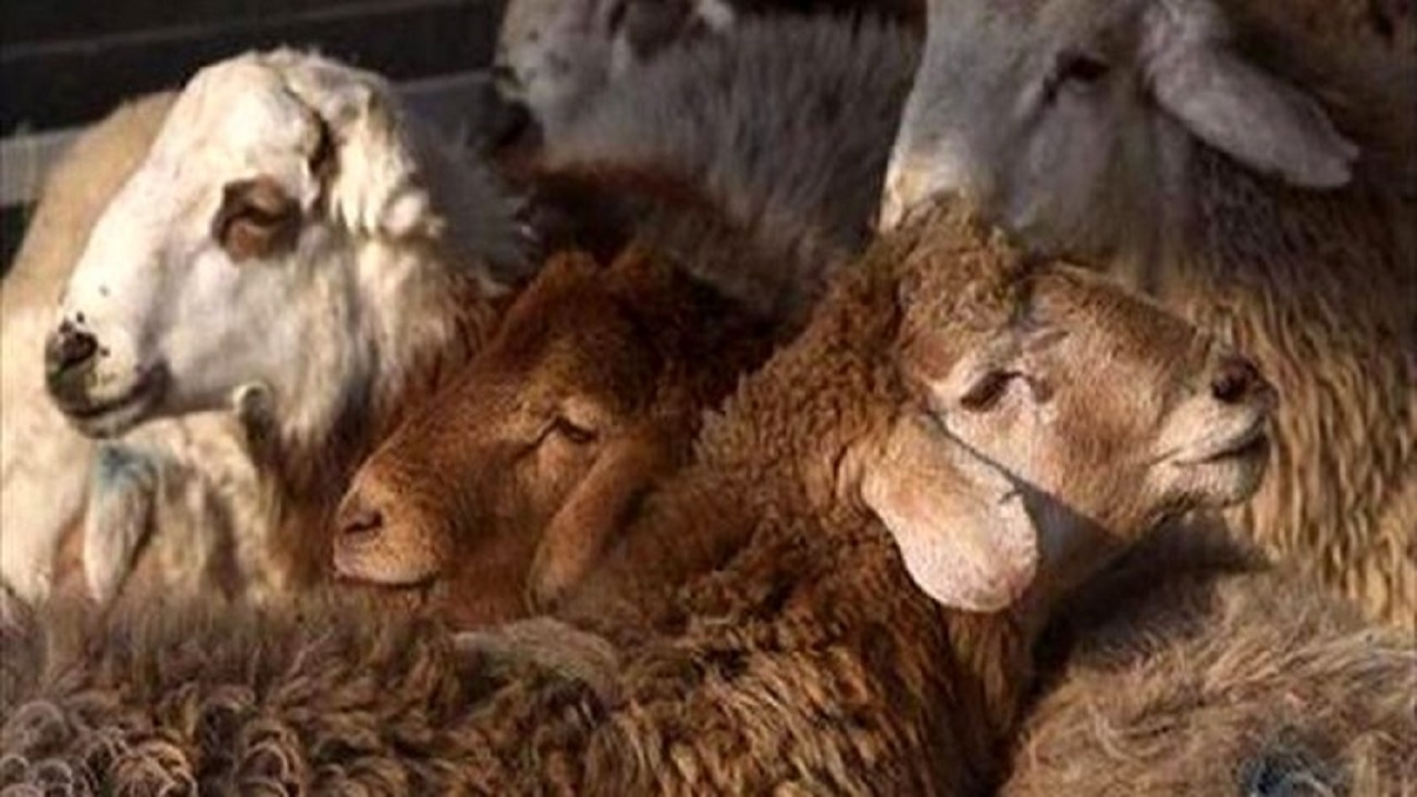 کشف و مهار ۱۴۲ راس احشام قاچاق در دهلران