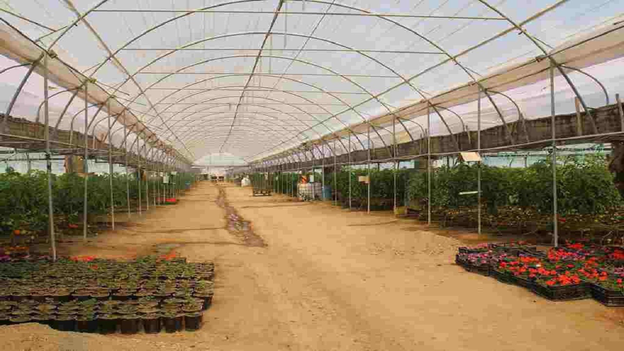 تصاویری از کشت گلخانه‌ای روستای شهدادی