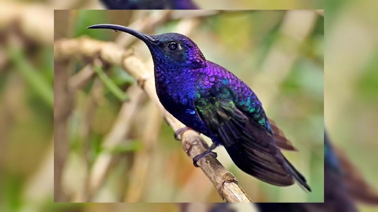 ویدئویی از لانه مرغ مگس‎خوار