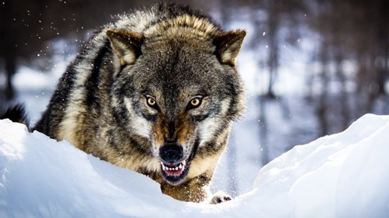 حمله گرگ وحشی به یک کشاورز