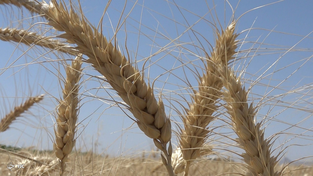 افزایش ۲۰ درصدی سطح زیر کشت گندم در تایباد