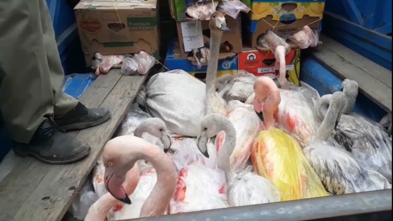باند قاچاق پرندگان مهاجر در جویبار متلاشی شد