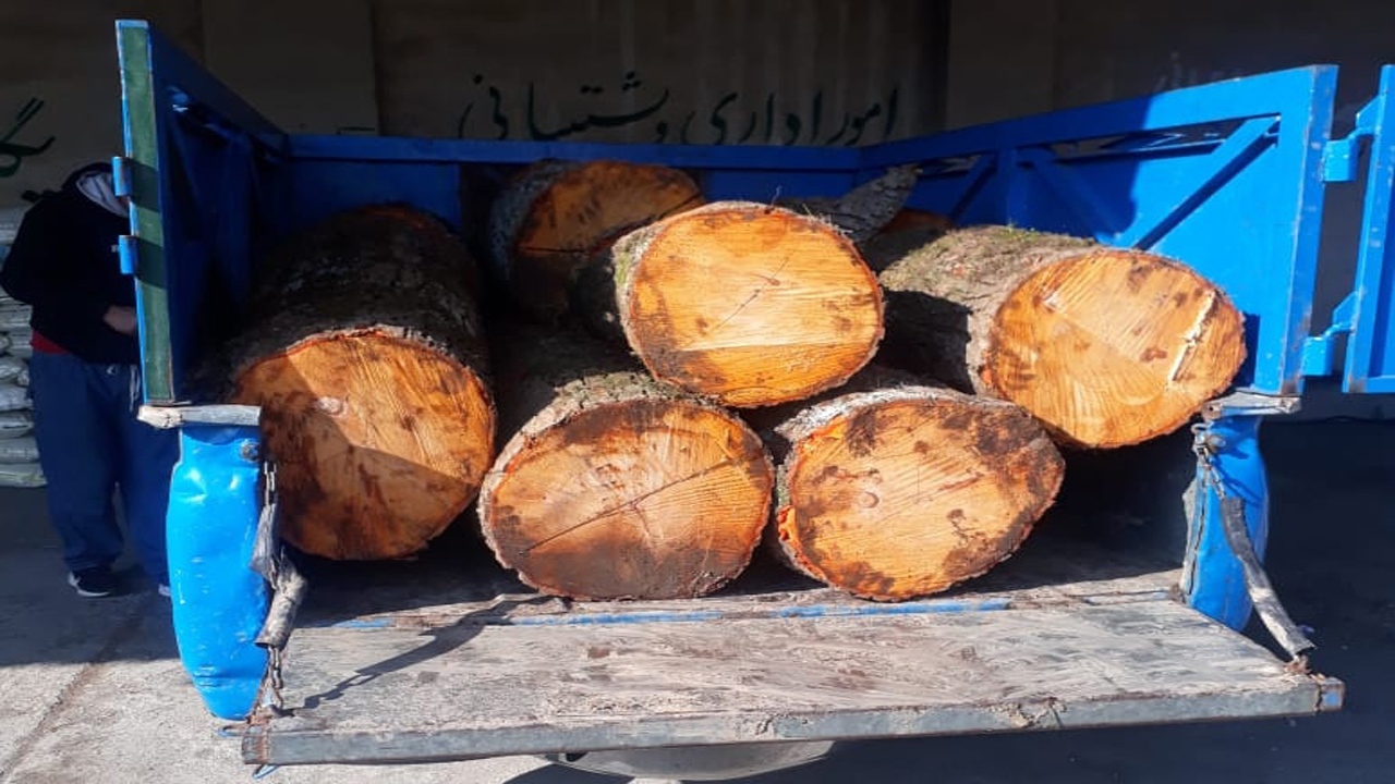 دستگیری قاچاقچی حرفه‌ای چوب در نوشهر