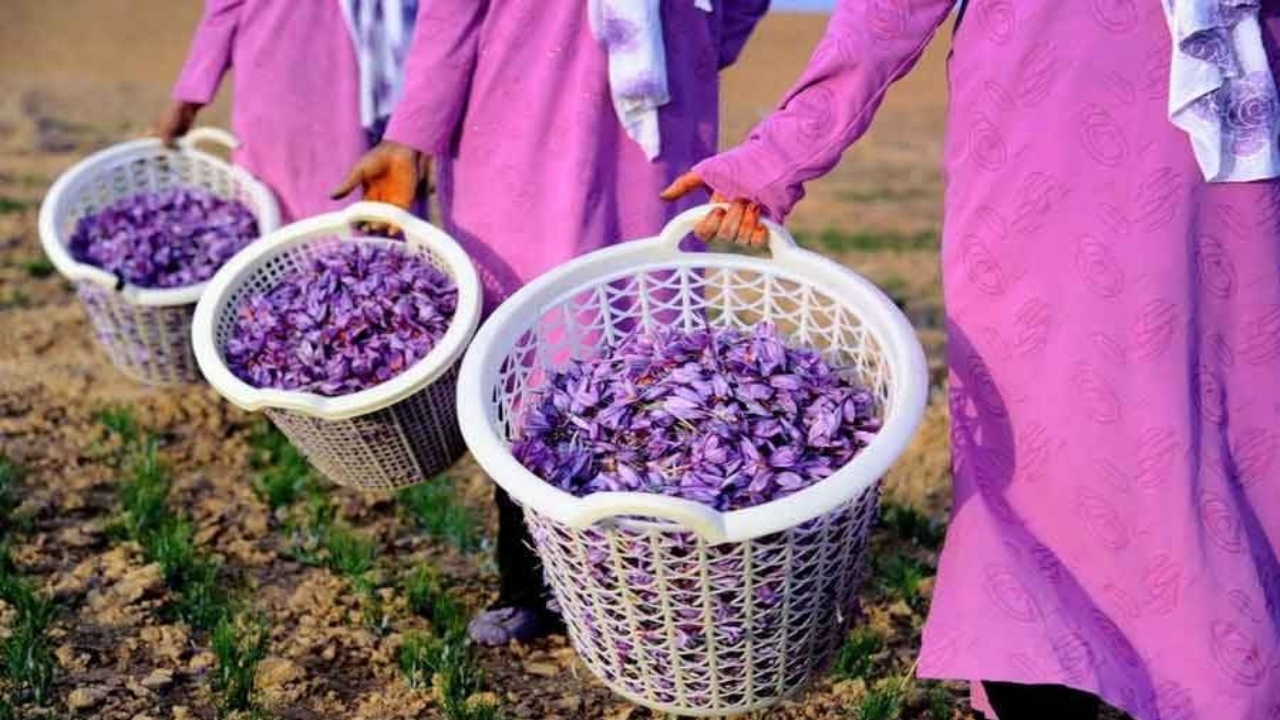 برداشت ۱۸۰ تن محصول زعفران در خراسان رضوی