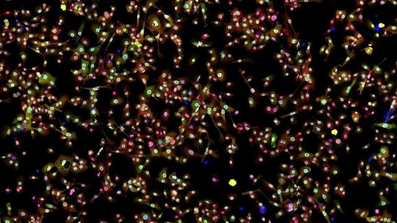  باکتری درمانی، سرطان ریه را بهبود می‌بخشد