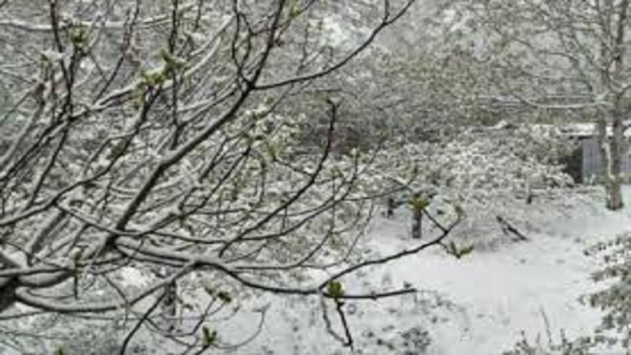 کاهش دما و تهدید سرمازدگی باغات استان قزوین