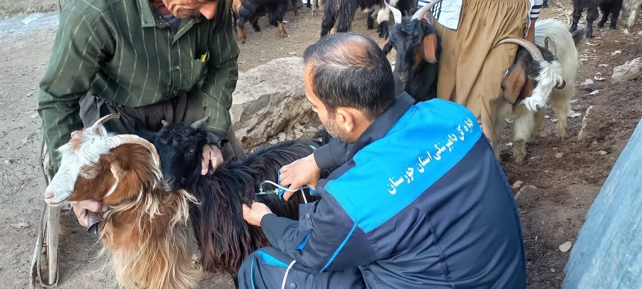 پایان واکسیناسیون ۱۳۰ هزار راس دام عشایری احمد فداله دزفول
