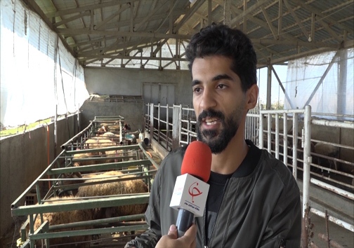 دامهای گرسنه را با تفاله این میوه میتوان سیر کرد + فیلم دامهای گرسنه را با تفاله این میوه میتوان سیر کرد + فیلم