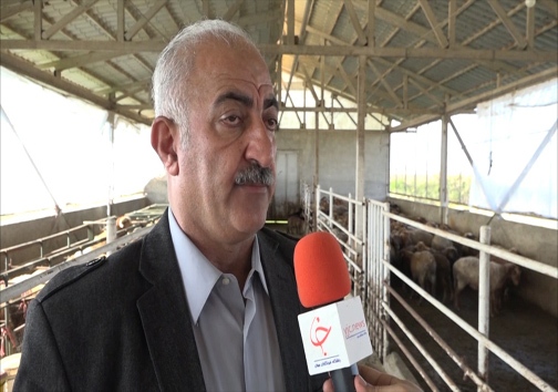 دامهای گرسنه را با تفاله این میوه میتوان سیر کرد + فیلم دامهای گرسنه را با تفاله این میوه میتوان سیر کرد + فیلم