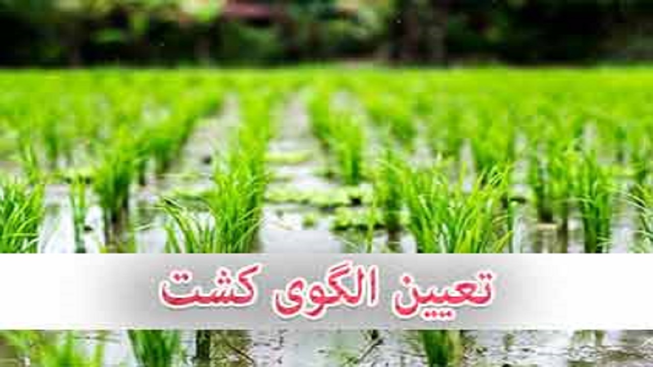 "الگوی کشت" طرحی در تعادل بخشی در کالاهای اساسی و غیراساسی