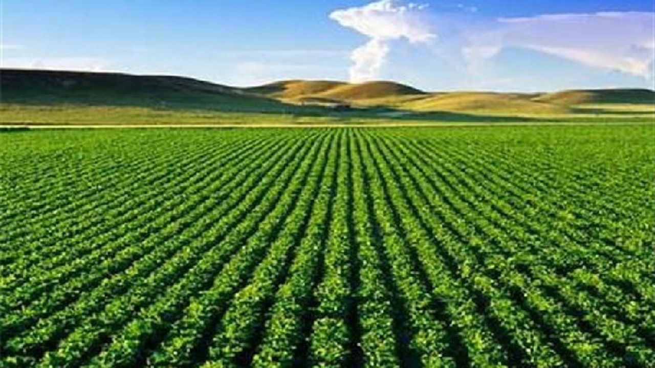 ۹ برنامه بهینه سازی رونق کشاورزی ایلام در دست انجام است