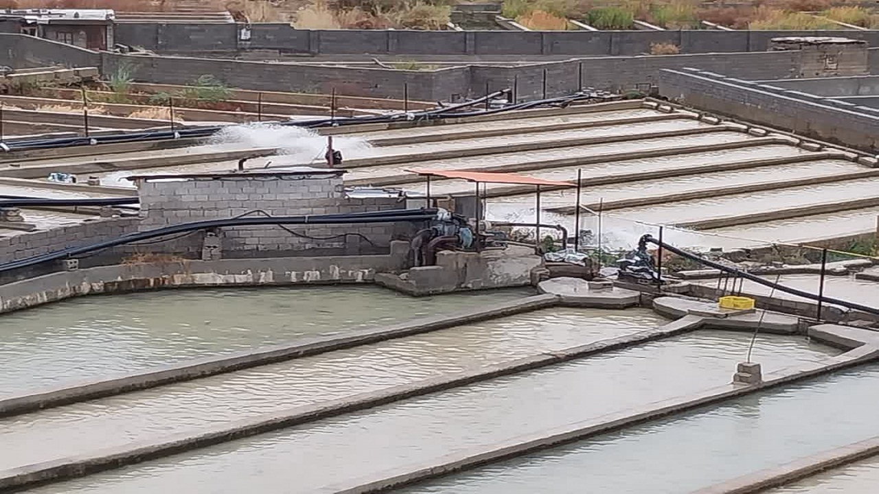 انجام ۱۷۷ مورد نمونه برداری از ۱۰۳ مزرعه پرورش ماهی