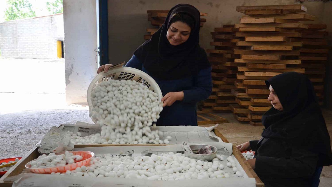یونسکو؛ سکوی پرتابی برای قطب تولید سنتی ابریشم کشور
