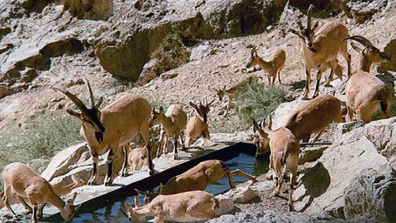افزایش ۳۳ درصدی گونه‌های جانوری پارک ملی و منطقه حفاظت شده ساریگل