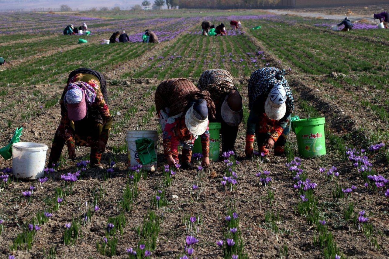پایان برداشت طلای سرخ در قطب صادرات زعفران دنیا