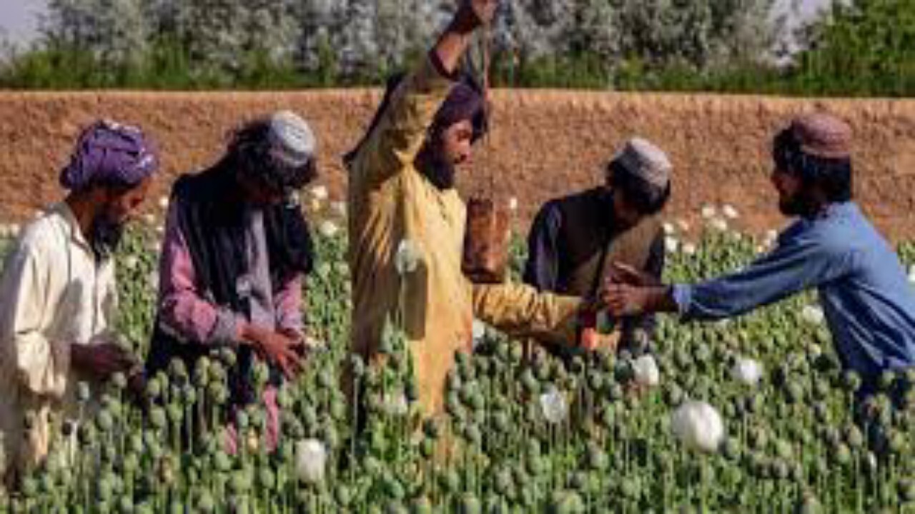 از کشت کوکنار جلوگیری می کنیم