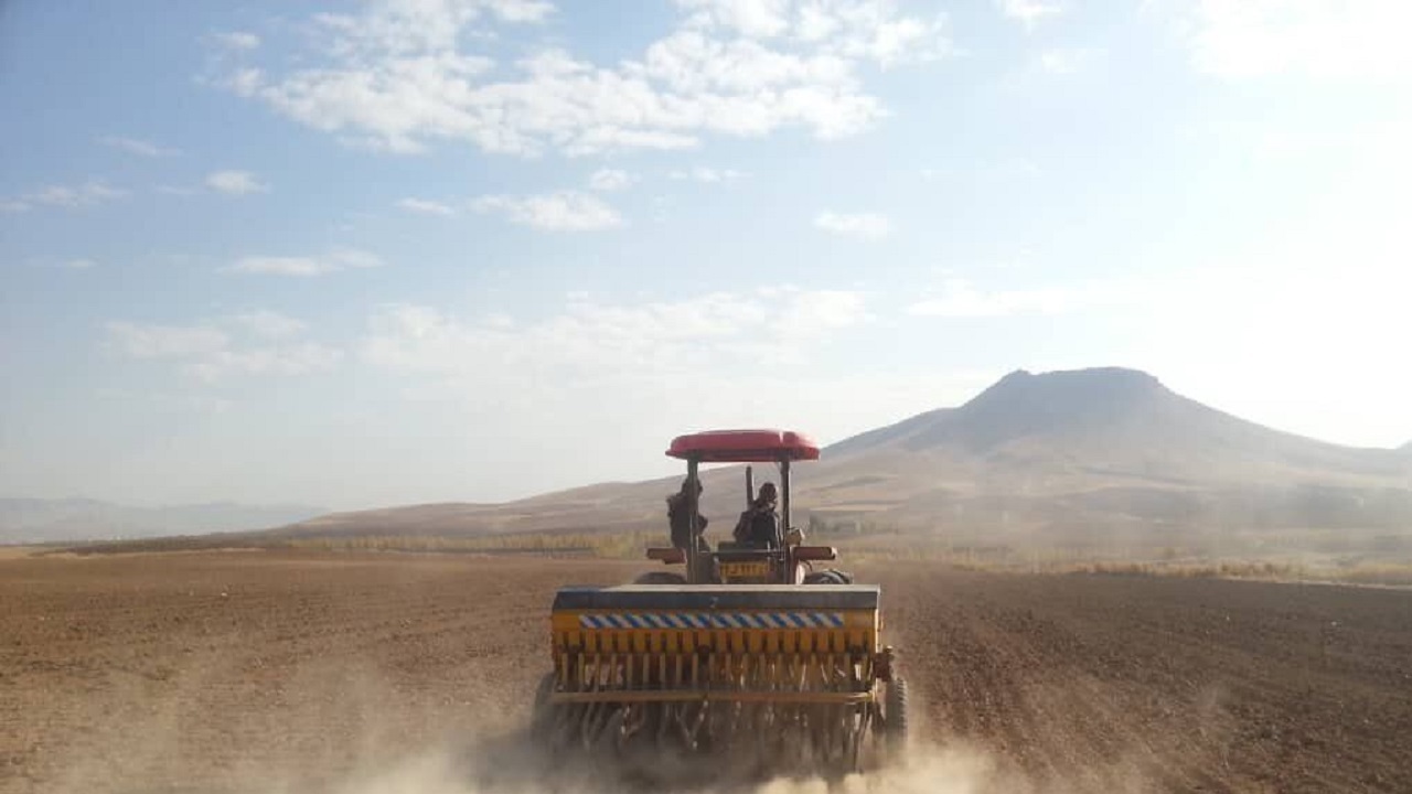 سطح کشت قراردادی گندم در خاش به ۶۰۰ هکتار رسید