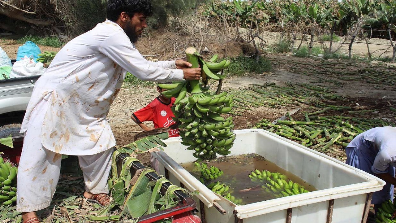 برداشت موز در سیستان و بلوچستان از مرز ۱۶۲هزار تن فراتر رفت