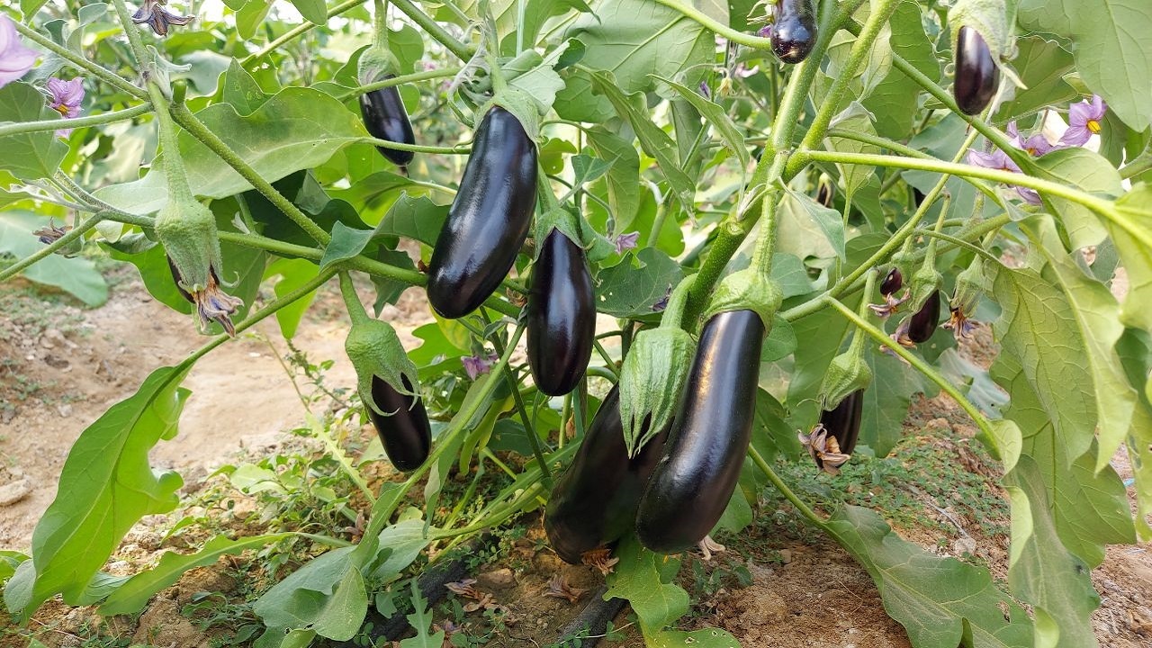 صادرات بادمجان گلخانه‌ای شهرستان خاش به خارج کشور