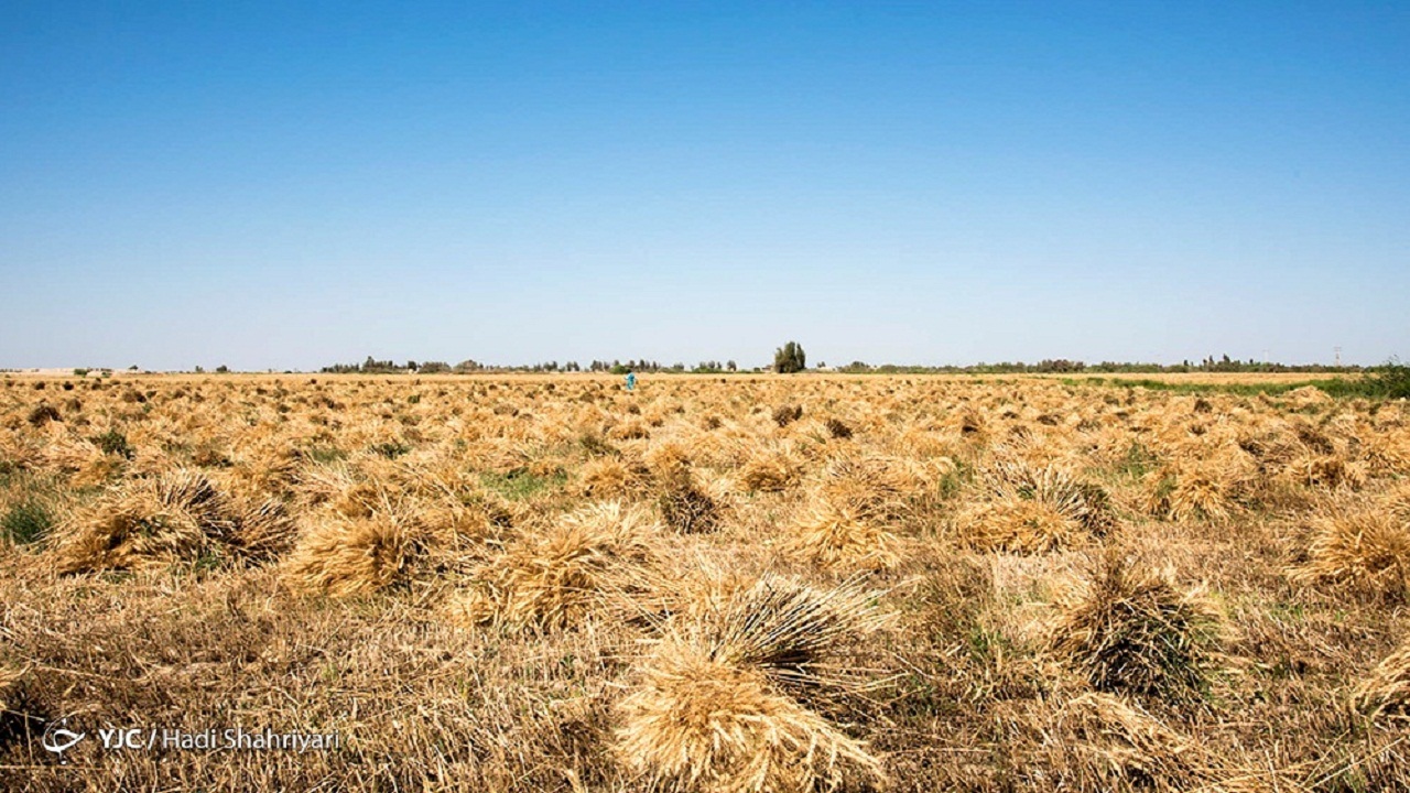 ۱۰۶ هزار هکتار از اراضی کشاورزی خوزستان بیمه شدند