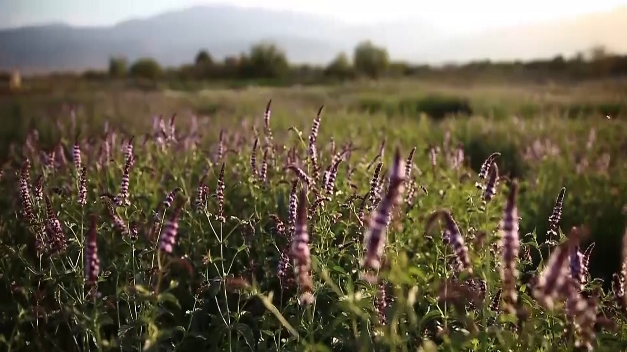 کشت گیاهان دارویی در بیش از۳۲۵۰ هکتار از اراضی کاشان