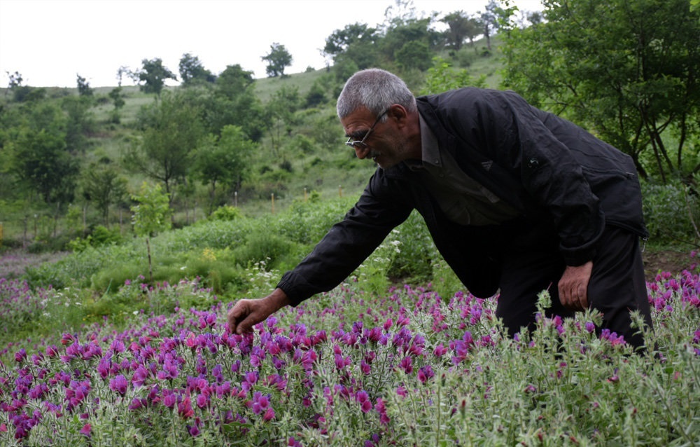 گیاهان دارویی