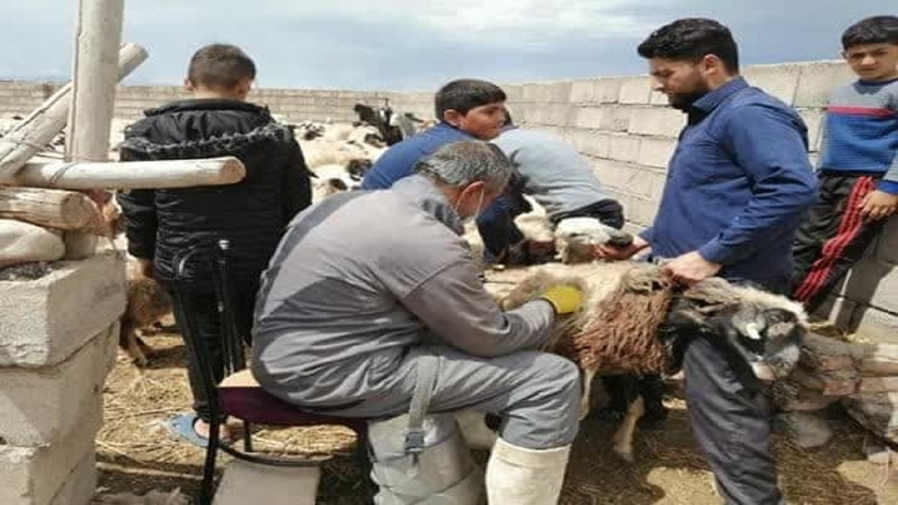 تزریق ۱۶ میلیون دُز واکسن دامی در آذربایجان غربی ‏