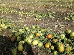 خسارت بارندگی و تگرگ در توکهور میناب