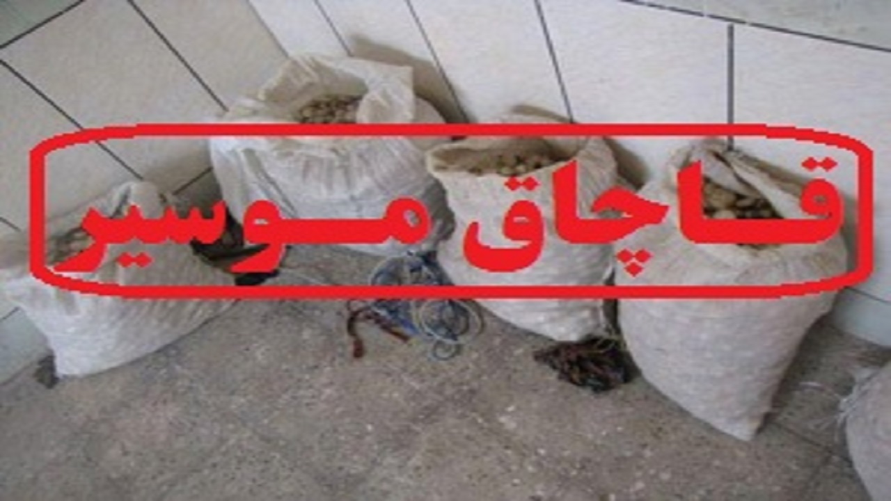 کشف بیش از یک تن موسیر قاچاق در الیگودرز