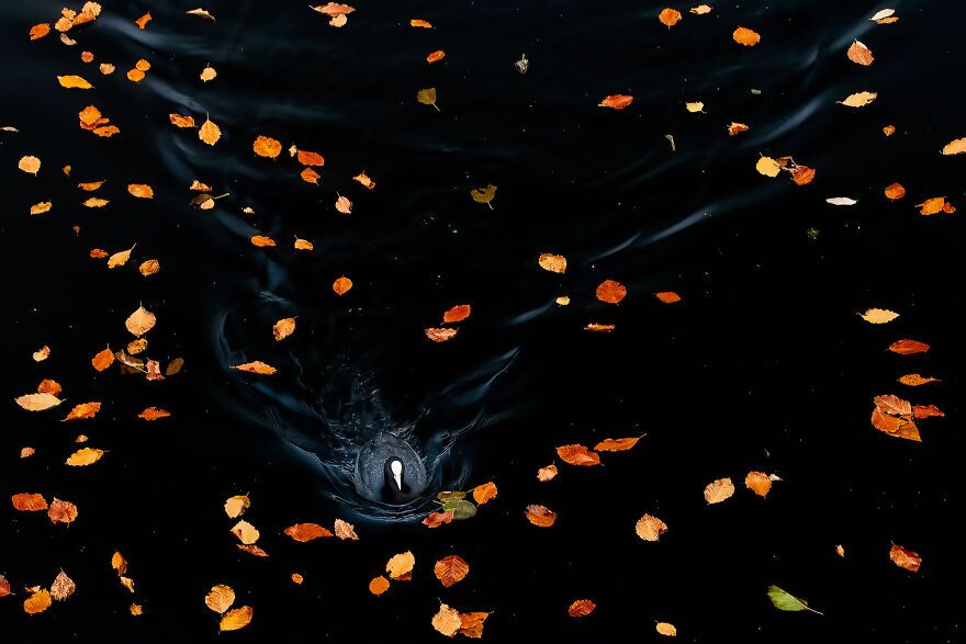 Coot