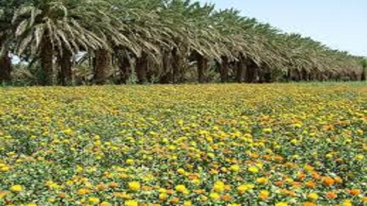 کشت ۱۰۰ هکتار کلزا و ۳۵ هکتار گلرنگ در زمین های کشاورزی دشتیاری