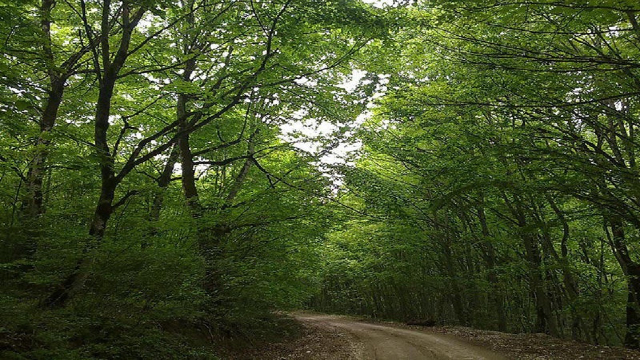 شناسایی پنج ذخیره‌گاه جنگلی در قزوین